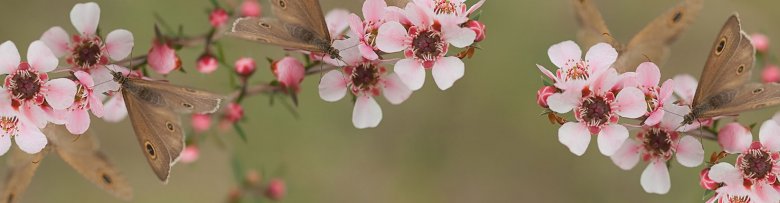 Фартук из стекла травы, цветы (скинали)